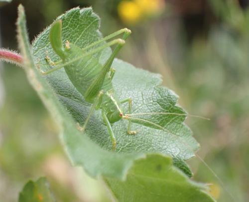 Réf. 288 573 : Leptophyes punctatissima
